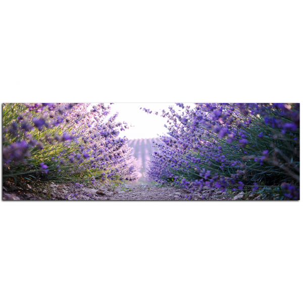 Obraz na plátně - Stezka mezi levanduloví keři - panoráma